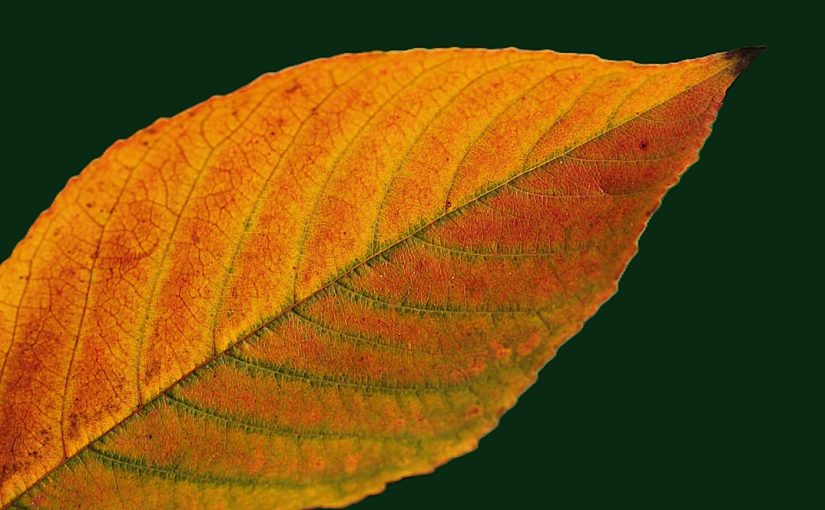 What Causes Rusty Discolorations on Hosta Leaves?