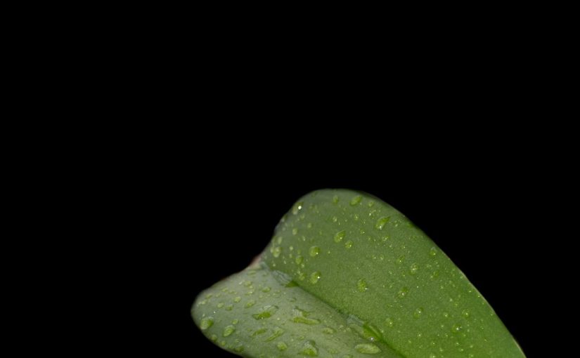 Why Are My Wisteria Vines Turning Brown?