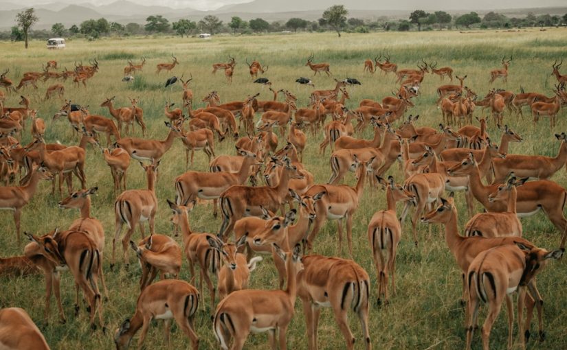 How to Keep Rabbits and Squirrels from Eating Drip Lines