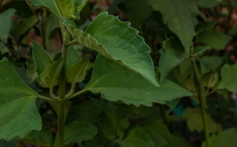 What Types of Azaleas Bloom Multiple Times a Year?