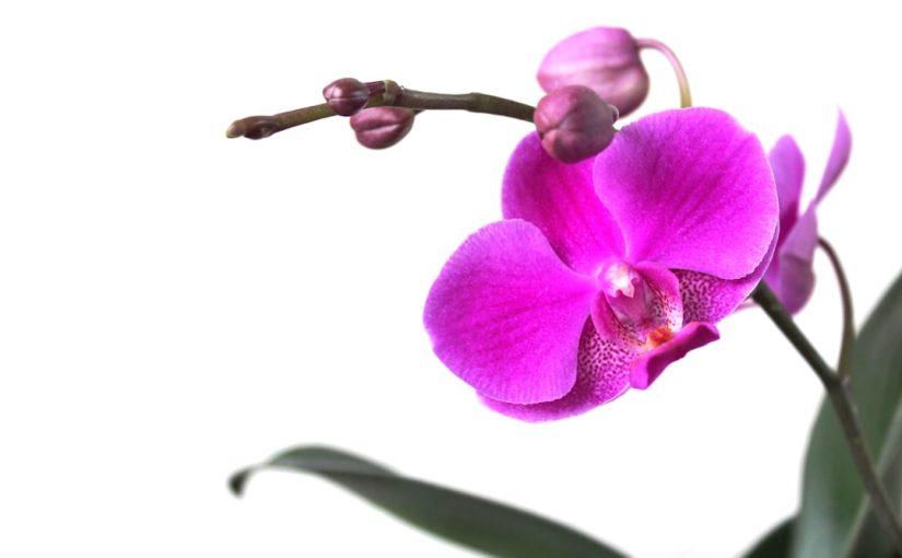 Why Do Orchid Leaves Turn Yellow and Fall Off?