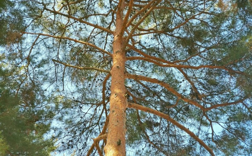 How to Trim a Lacebark Elm Tree