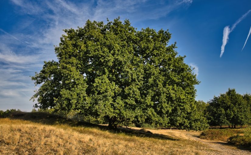 What Are the White Balls on an Oak Tree?