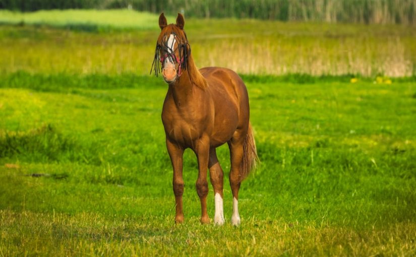 How to Get Rid of Clover in a Horse Pasture