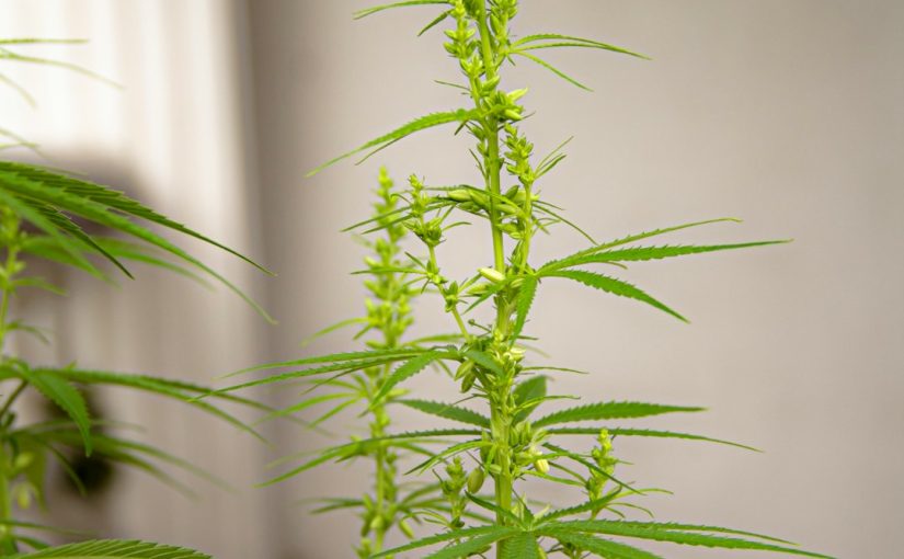 Uses for Persimmon Leaves