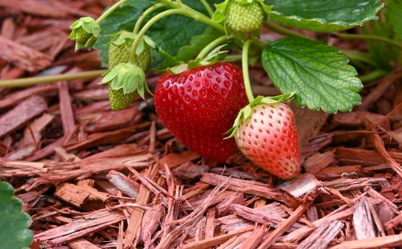 The Growth Stages of a Raspberry Plant
