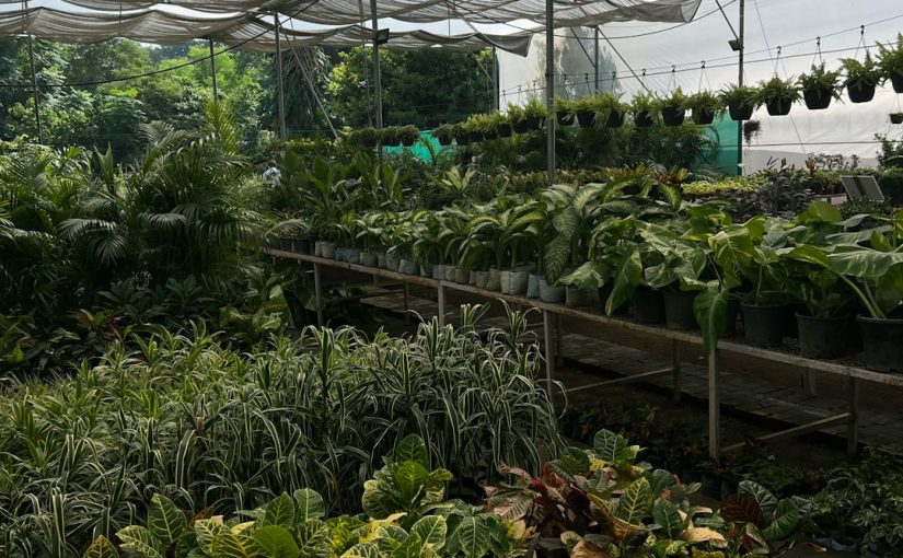 How to Grow Hon-Shimeji Mushrooms