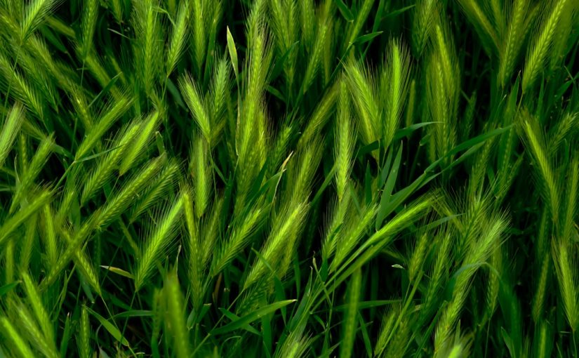 How Much Light Does Wheatgrass Need?