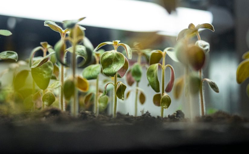 The Negative Effects of Hydroponics