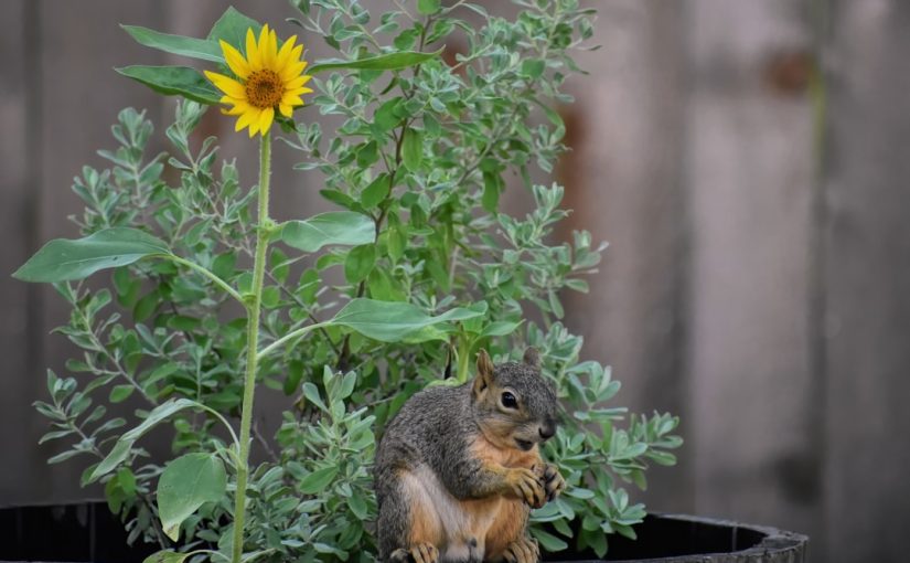 How to Stop Squirrels from Eating Blueberries