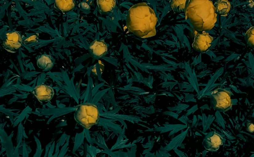 Rare Flowers That Grow in the Snow