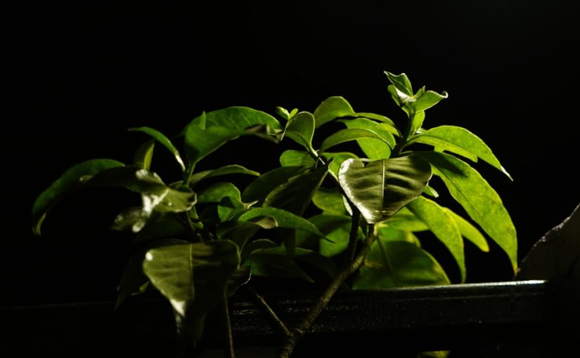 Do Magnolia Plants Need Sun or Shade?