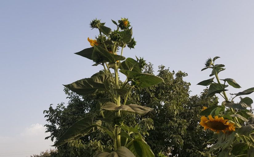 How to Keep Asters in Bloom