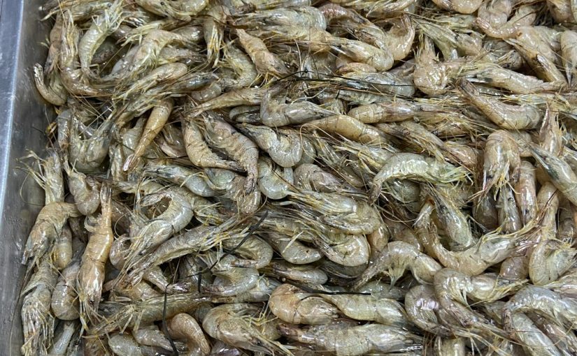 Do Grub Worms Eat Plant and Tree Roots?