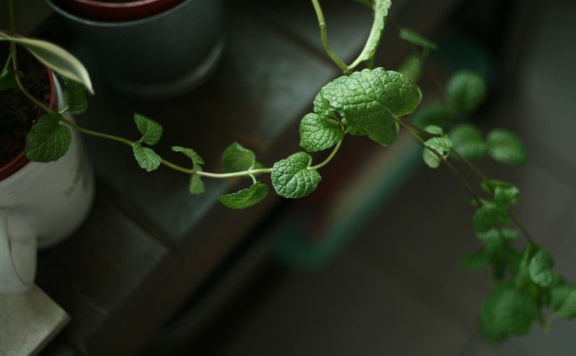 What Happens if You Water Plants with Vinegar?