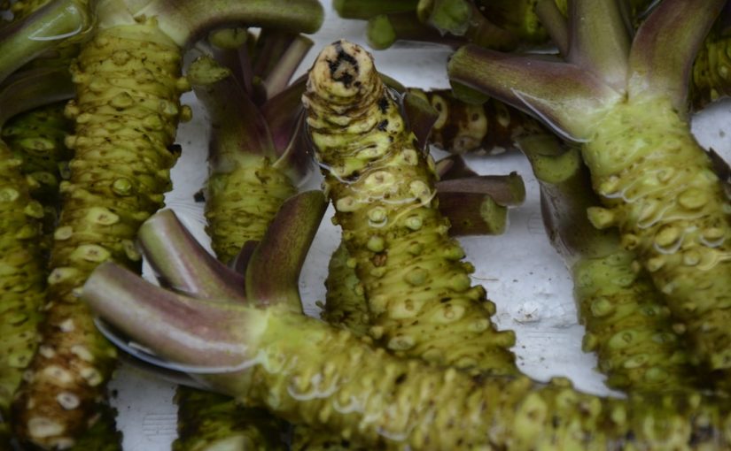 Carnivorous Plants That Eat Roaches