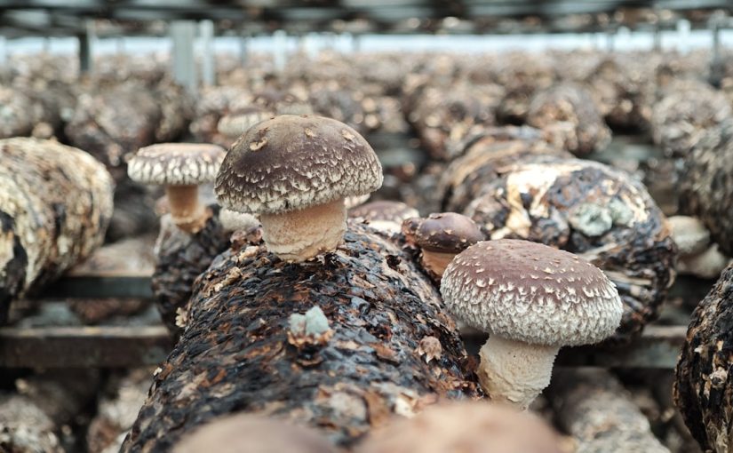 How to Build a Mushroom Fruiting Chamber