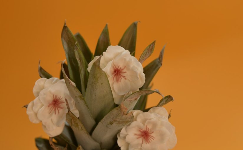 How to Identify Flowering Succulents