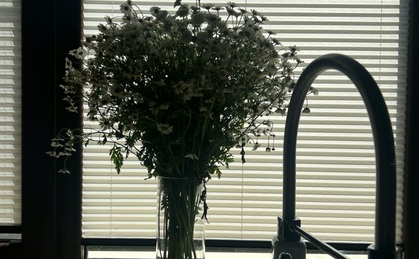 How Often to Water African Daisies