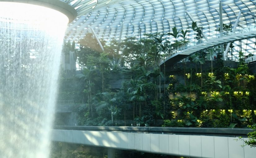 How to Grow Sugar Snap Peas Hydroponically