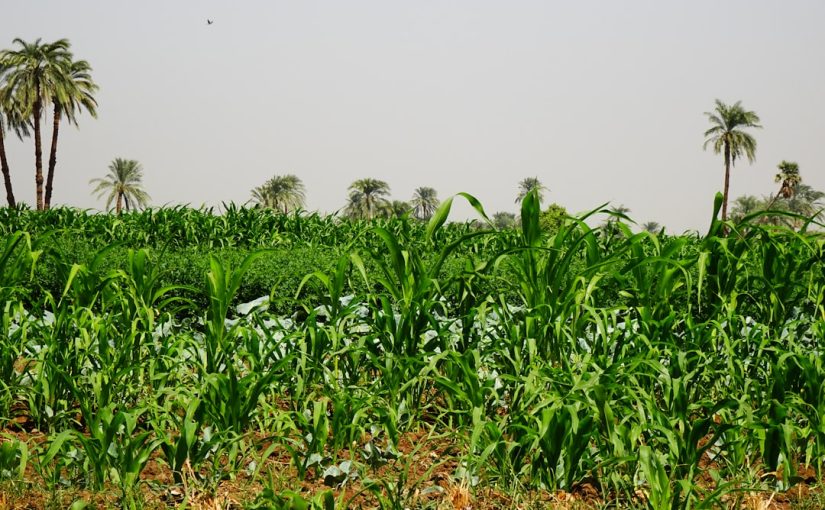 Inbreeding vs. Hybridization in Plants