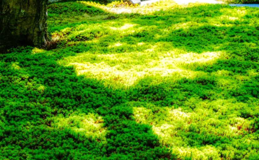 How to Landscape a Red Brick Home