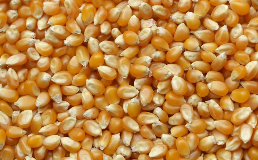 How to Harvest Oat Hay and When to Cut It