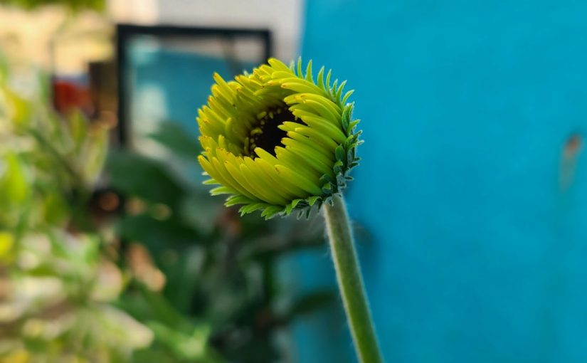 Why Are My Lilies Turning Brown?