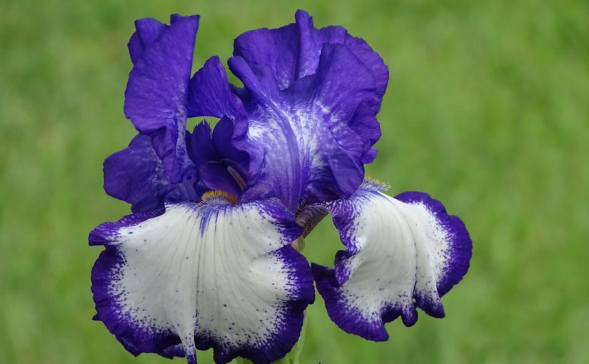 What Animals Eat Iris Plants?
