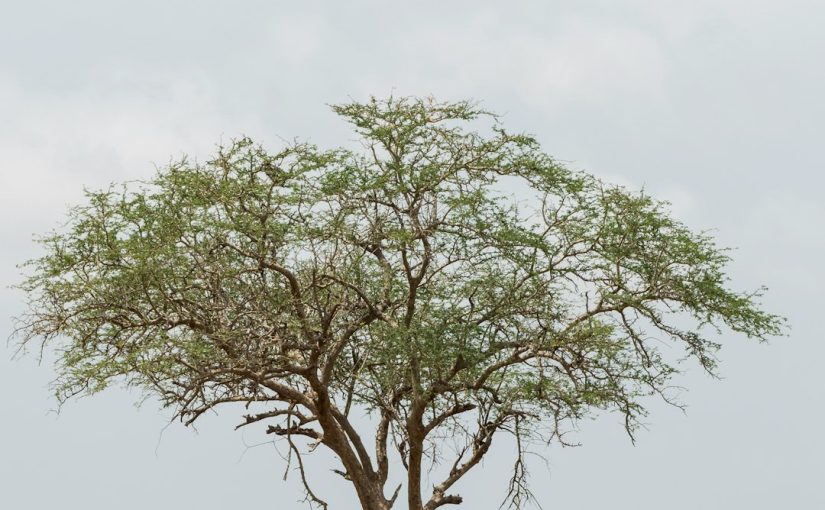 How to Tell if a Cypress Tree Is Dead