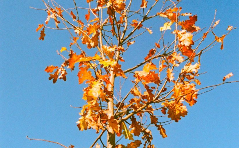 Why Is the Bark Splitting on My Autumn Blaze Maple?