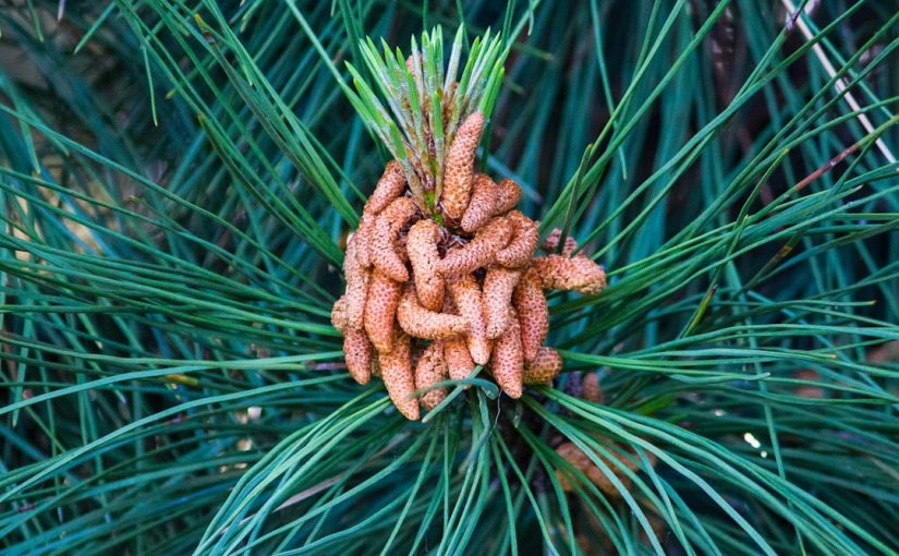 Edible Parts of a Pine Tree
