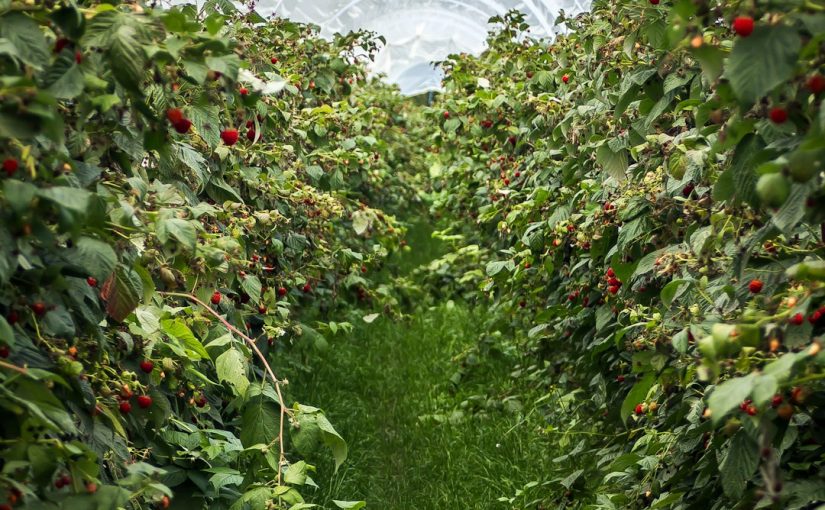 What Is Eating My Raspberries?
