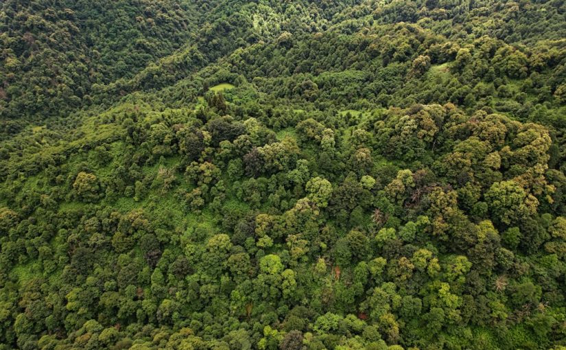 Landscaping Ideas for a Lawn Surrounded by Woods