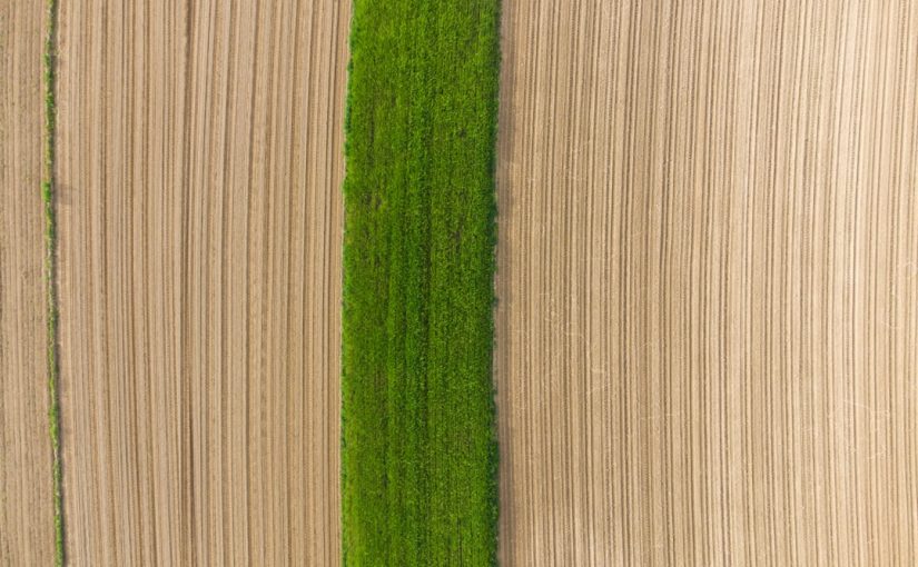 Should You Let Grass Grow Long or Cut It Short?