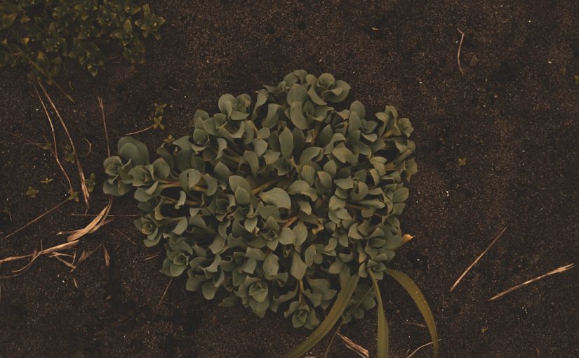 How Much Corn to Plant Per Acre?