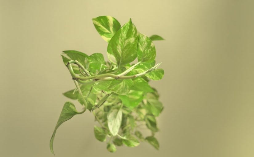 The Best Turf Grass for Houston, Texas