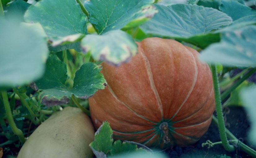 When Is the Best Time to Harvest Pumpkins?