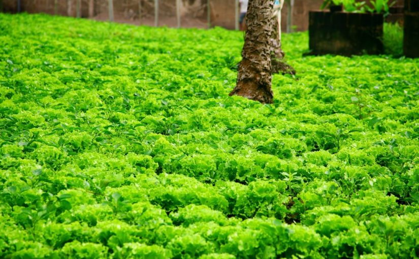 How Big a Hole for a 6-Foot Arborvitae?