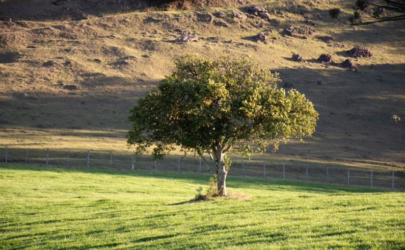 How to Kill an Ailanthus Tree