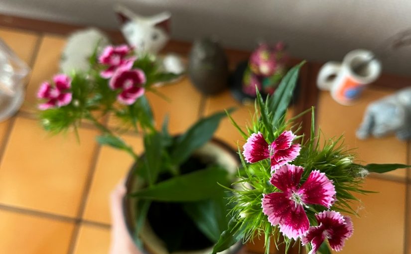 A List of Dioecious Flowers