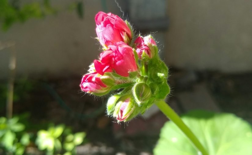 When Do Poppies Flower?