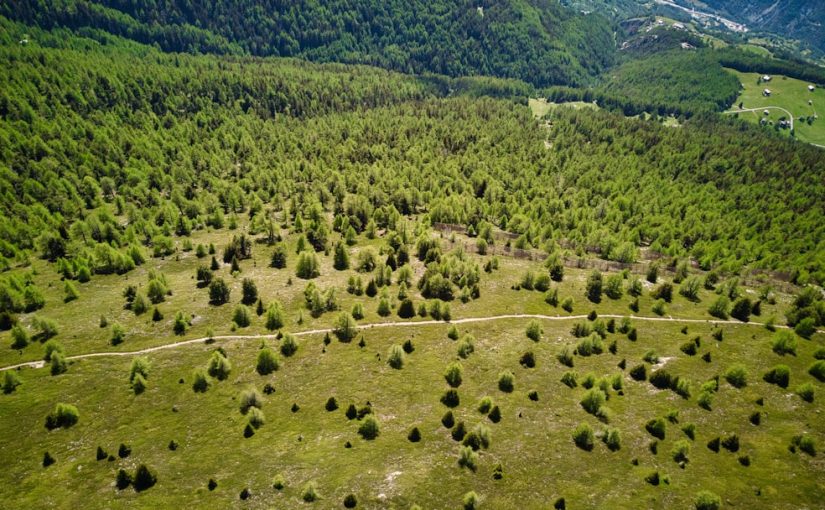 Physical Characteristics of the Coniferous Forest