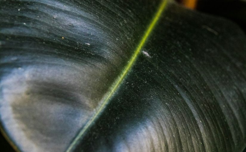 Why Does My Rubber Plant Have Discolored Leaves and Spots?