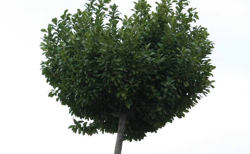 How to Prune a Fraser Fir Tree