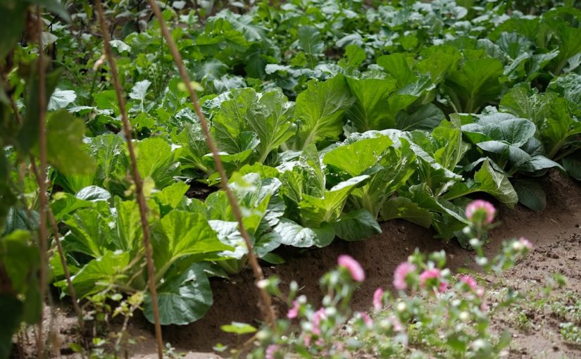 How to Treat Mildew on Caragana