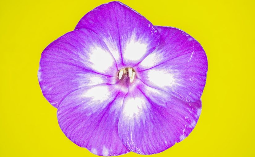 Can You Leave Gladiolus in the Ground?